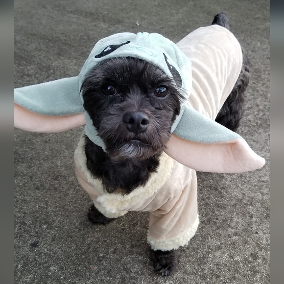 Say Hello To My Little Friends 🫏🫏 - Picture 4 of 6